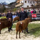 Schafausstellung Tiroler Bergschaf  (21)